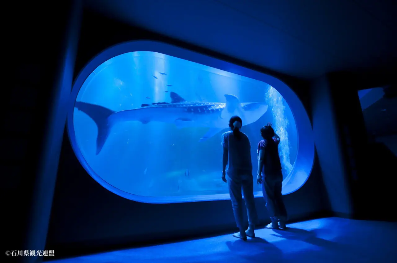 ジンベエザメにまた出会える！【のとじま水族館】能登半島地震から9か
